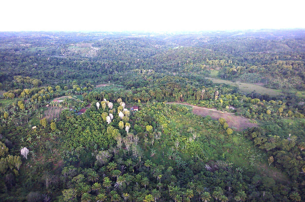 Flora da comunidade Orobó (Foto: Marcos Alexandre, 2024)